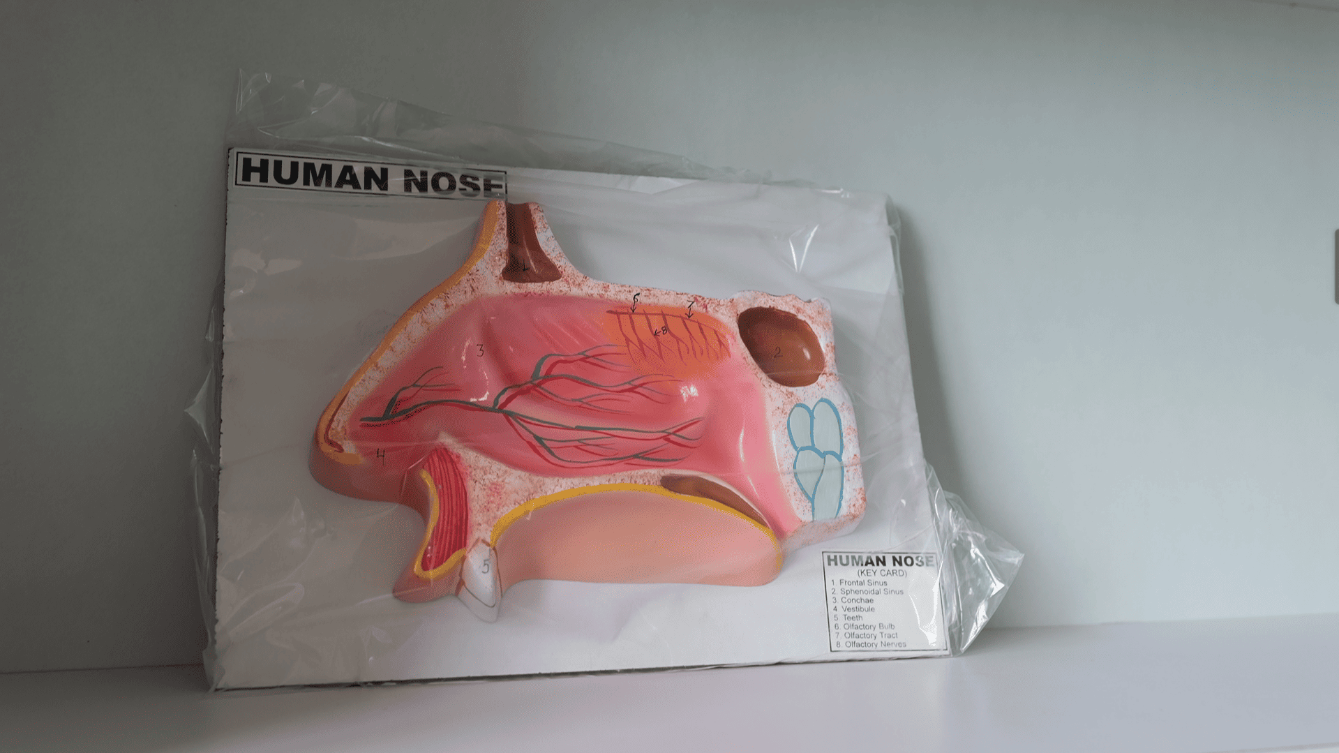 Pragjyotishpur University Guwahati Museum photo 11